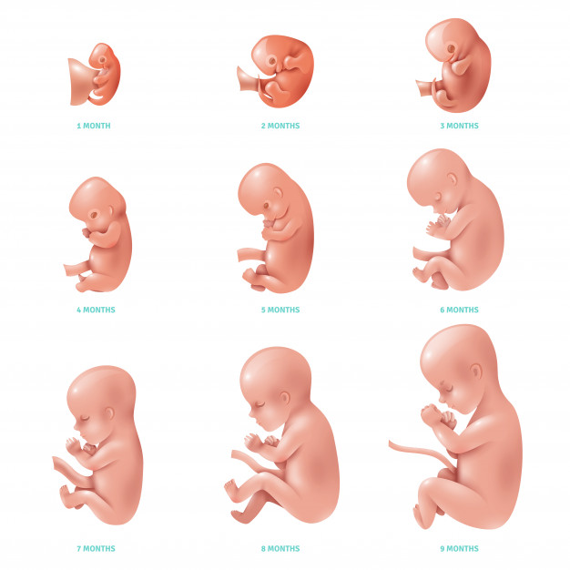 11 weken zwanger: ontwikkeling foetus
